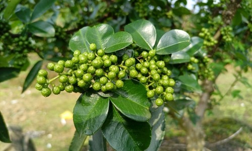 干土茯苓煲汤的做法大全-干土茯苓泡水喝的功效,中国中药干土茯苓的功效与作用及食用方法网站