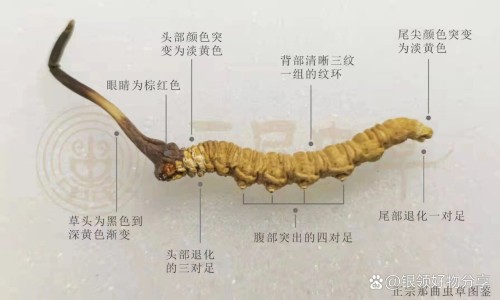 干土茯苓煲汤的做法大全-干土茯苓泡水喝的功效,中国中药干土茯苓的功效与作用及食用方法网站